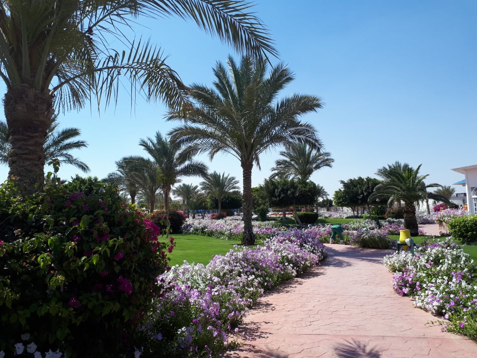 Gartenanlage Desert Rose