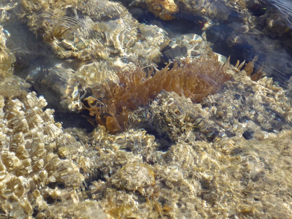 Korallen direkt vor dem Hotel Baron Palace Sahl Hasheesh