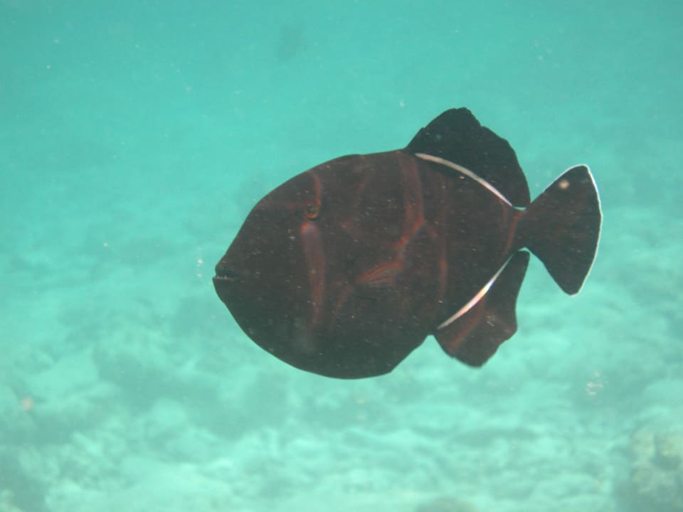 Fisch Adaaran Select Hudhuran Fushi - Premium All Inclusive