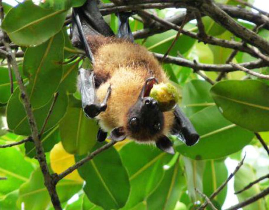 Gartenanlage NH Collection Maldives Reethi Resort