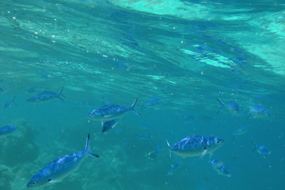 Fischschwarm Biyadhoo Island Resort