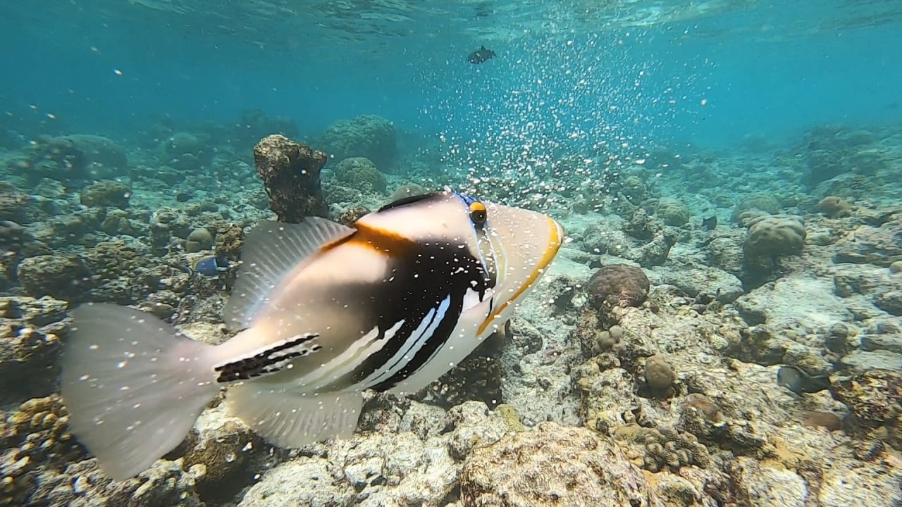 Sport & Freizeit NH Collection Maldives Reethi Resort