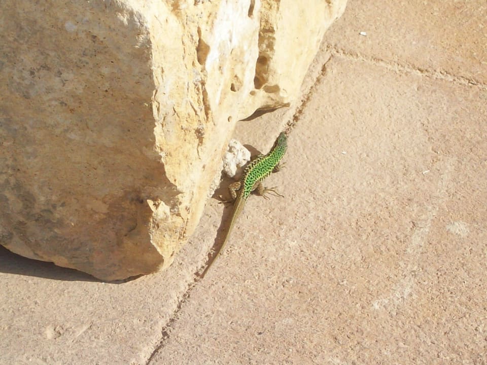 Mitbewohner Ta Cenc Hotel