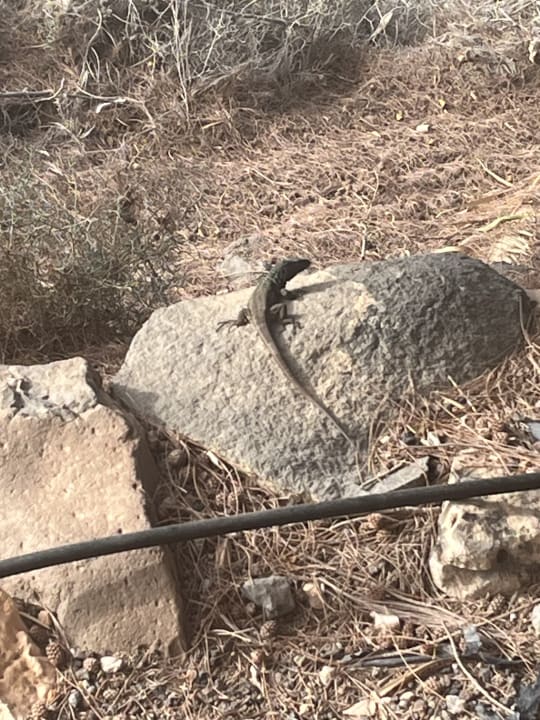 Sonstiges Marina Playa Suite Hotel