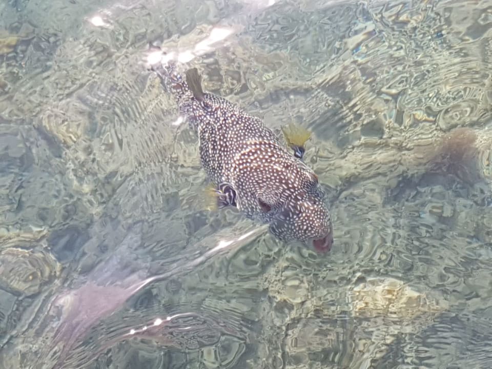 Strand Stella Beach Resort & Spa Makadi Bay