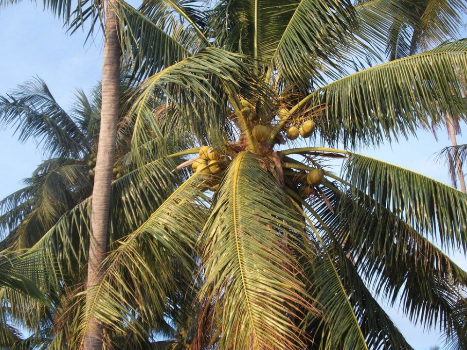 Klettern erlaubt  Hotel Mai Samui Beach Resort & Spa