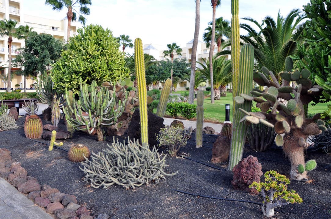 Herrlicher Kakteengarten Hotel Riu Gran Canaria