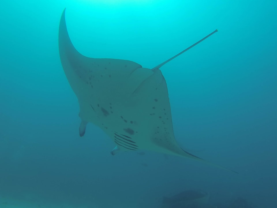  Manta Vilamendhoo Island Resort & Spa