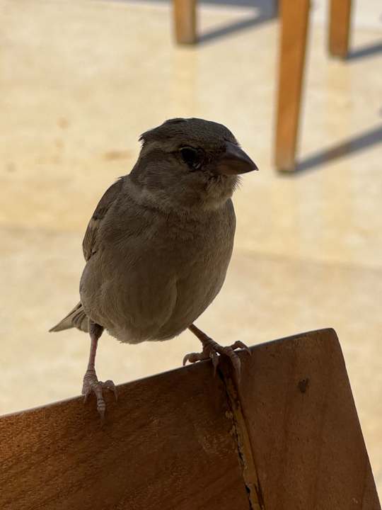 Sonstiges Iberotel Casa Del Mar Resort