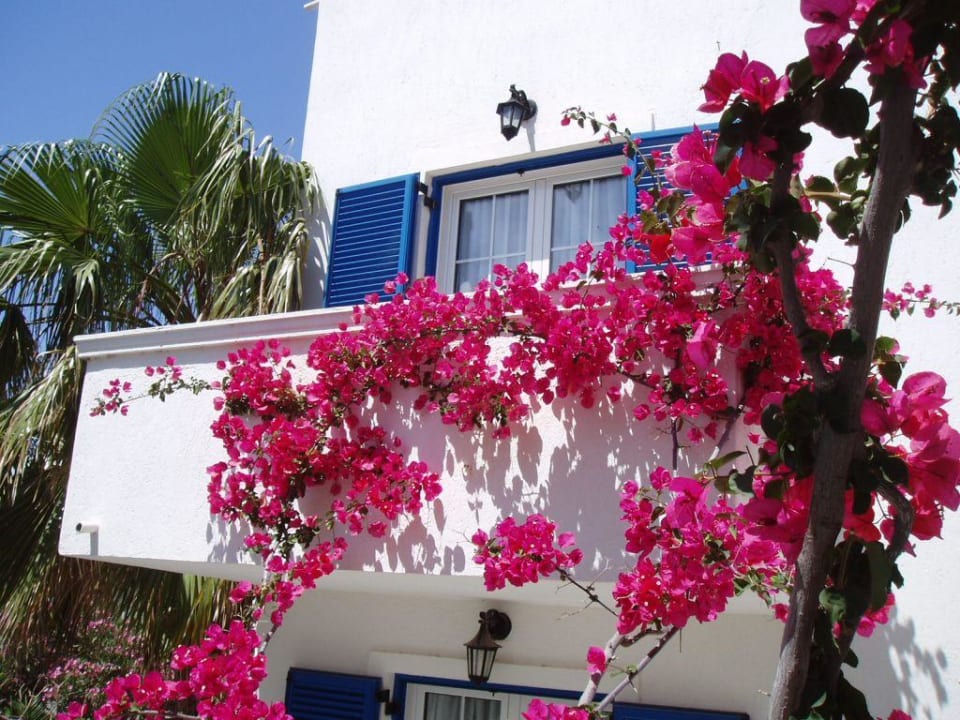 Balkonbegrünung Mediterranean Beach