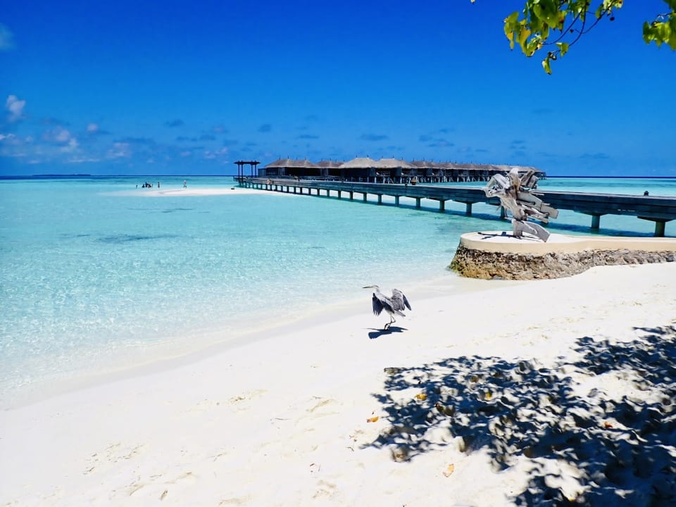Strand Constance Moofushi Maldives