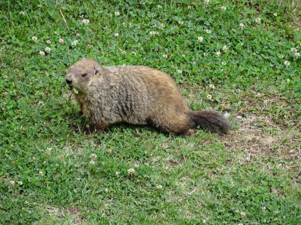 Henry kommt jeden Abend The Lodge at Buckberry Creek