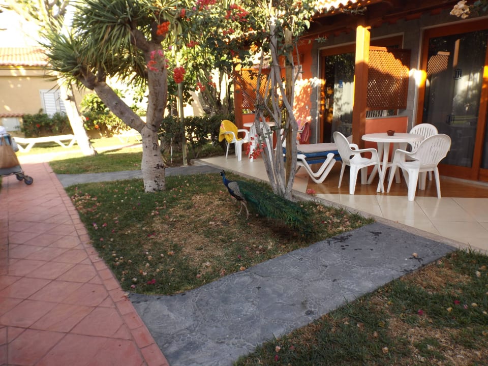 Terrasse mit Besuch HL Miraflor Suites Hotel