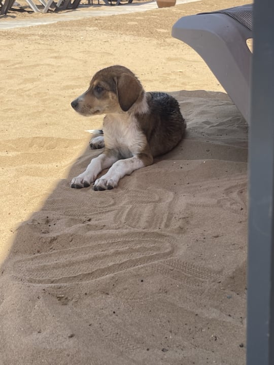 Sonstiges Hotel Riu Palace Tikida Taghazout