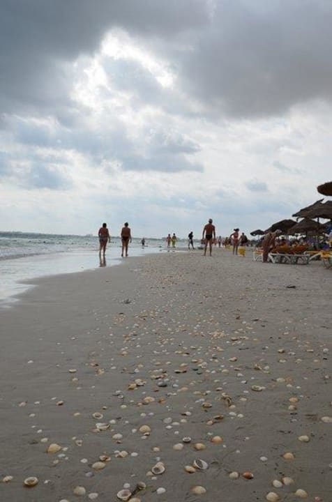 Wysyp muszelek przy hotelowej plaży Nour Palace Resort & Thalasso