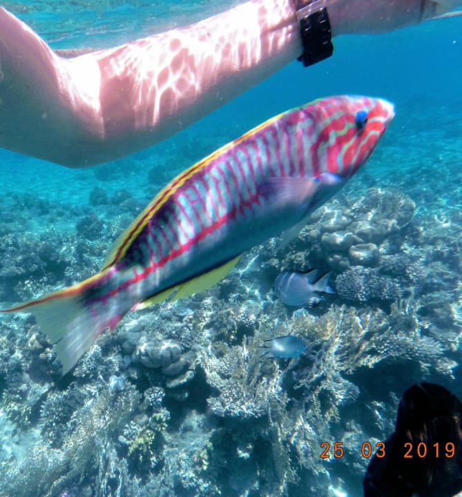 Sport & Freizeit Steigenberger Coraya Beach - Adults only