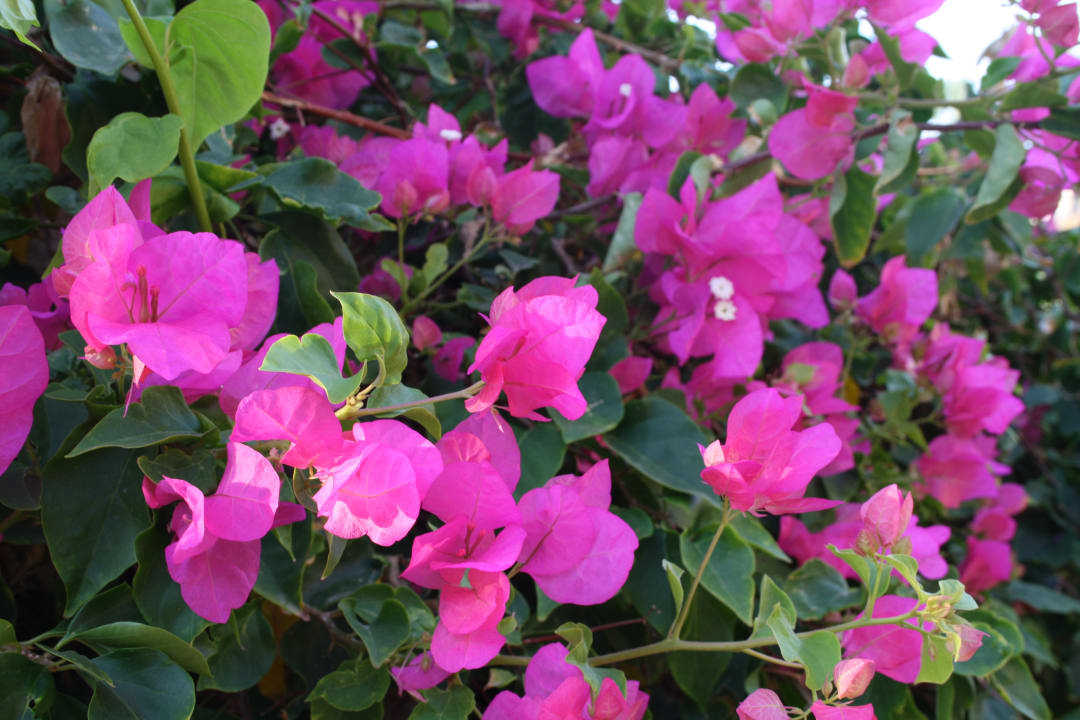 Sonstiges Jaz Solaya