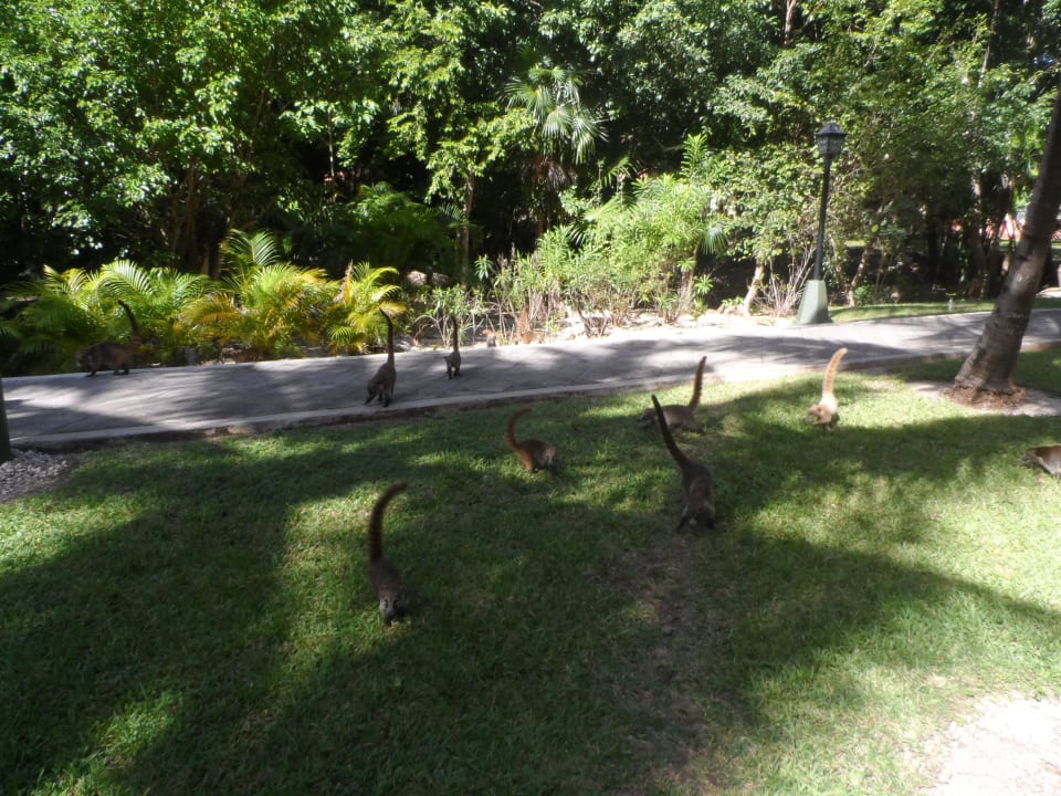 Ostronosy Hotel Riu Tequila