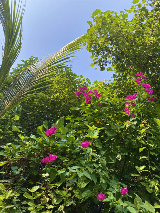 Gartenanlage Kuredu Island Resort & Spa