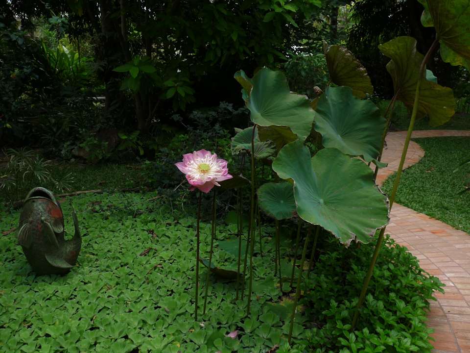 Teich Paradise Beach Resort, Samui