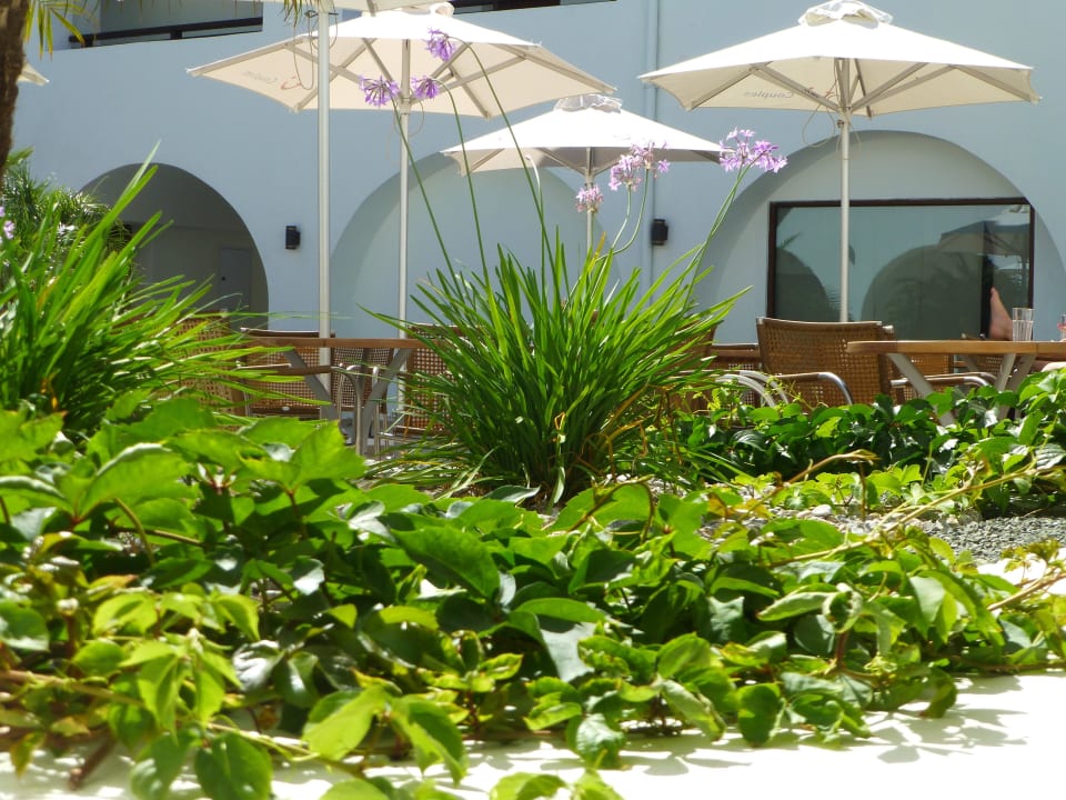 Blick auf den begrünten innenhof TUI BLUE Oceanis Beach and Spa Resort