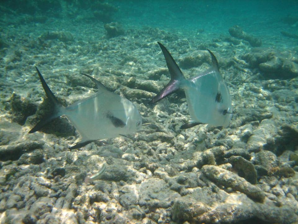Paloma Pomapanos in Strandnähe Grand Oasis Tulum Riviera - All Inclusive