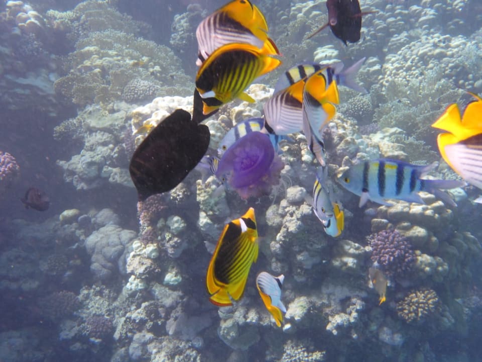 Sport & Freizeit Malikia Resort Abu Dabbab