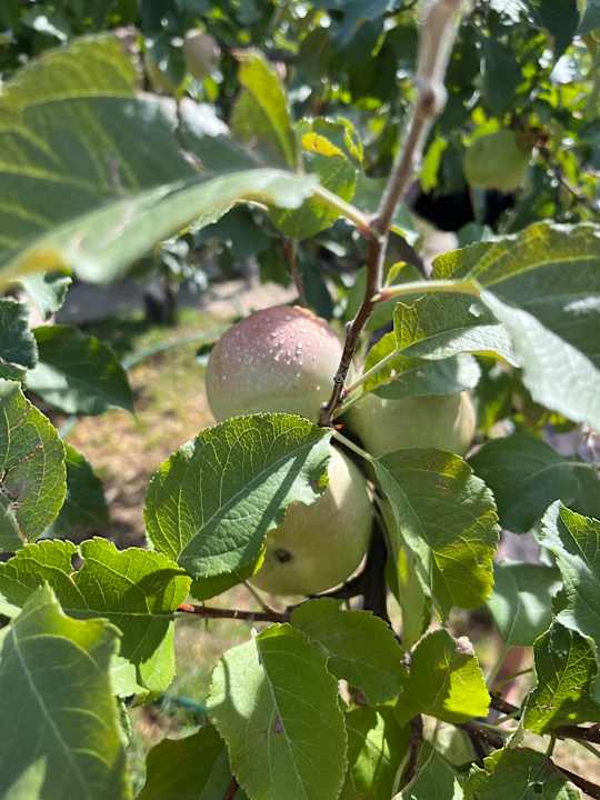 Gartenanlage Private Villa Miletić