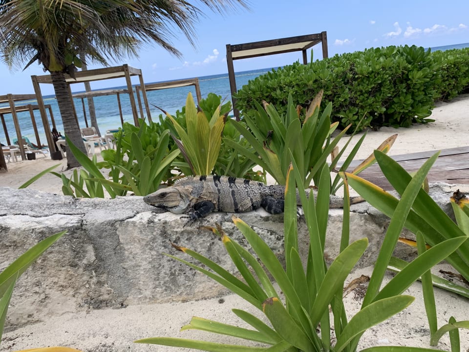 Gartenanlage Akumal Bay Beach & Wellness Resort