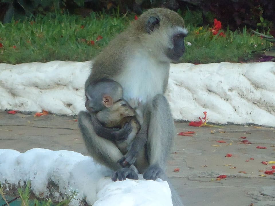 Süß, oder? Hotel Southern Palms Beach Resort