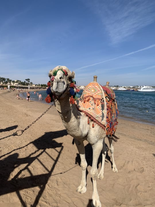 Strand Jaz Makadi Oasis Resort