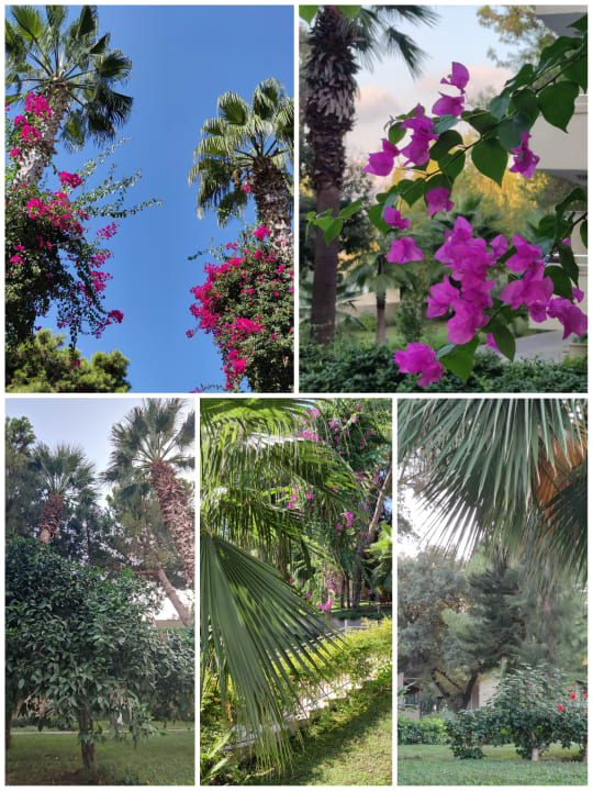 Gartenanlage Club Sidelya Hotel