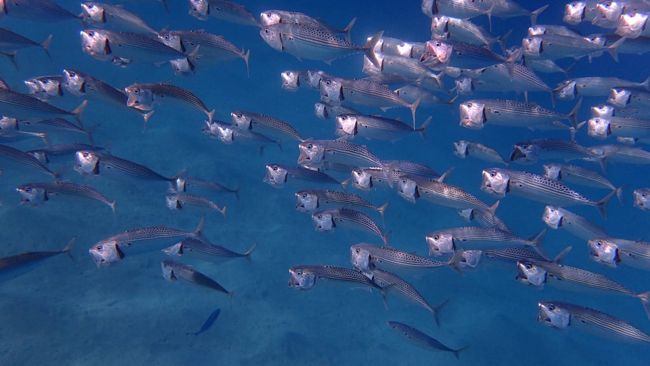 Großmaulmakrelen Steigenberger Coraya Beach - Adults only