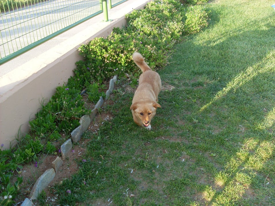 Hotelhund Anissa Beach & Village