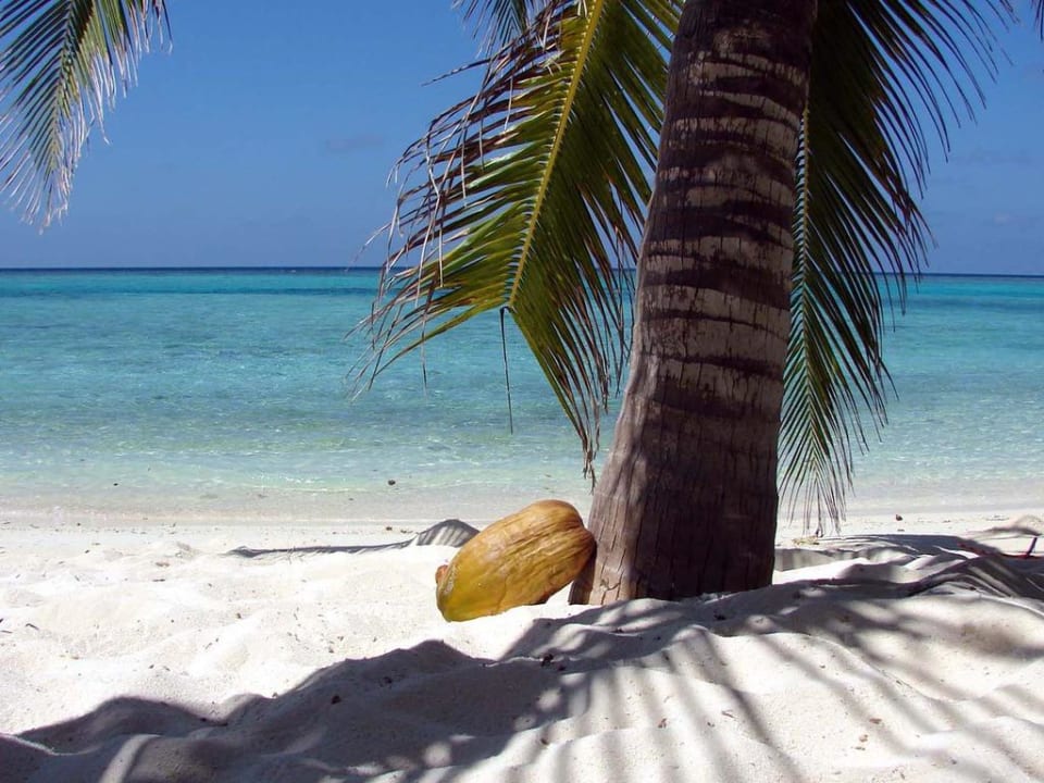 Einsame Kokosnuss am Nordstrand Summer Island Maldives