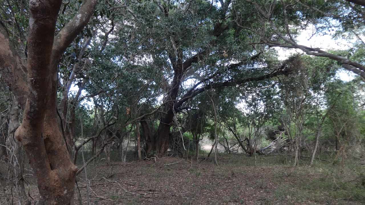 Der Bush rund um die Lodge  Leopard Walk Lodge