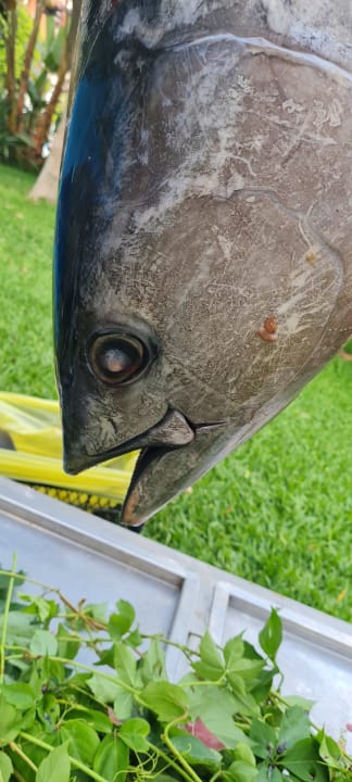 Gastro Palmeras Beach Hotel