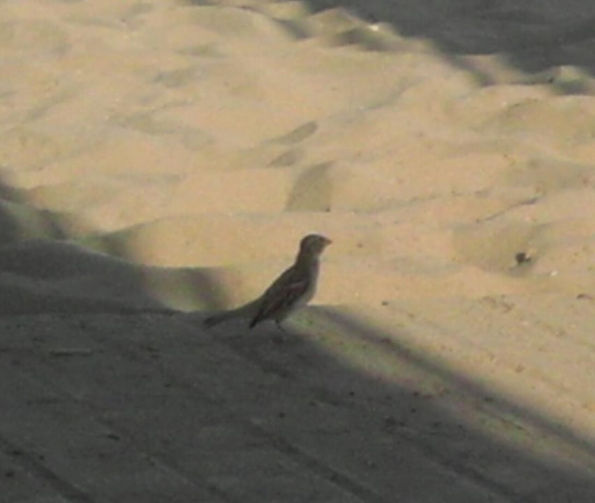 VON Club Golden Beach VONRESORT Golden Beach