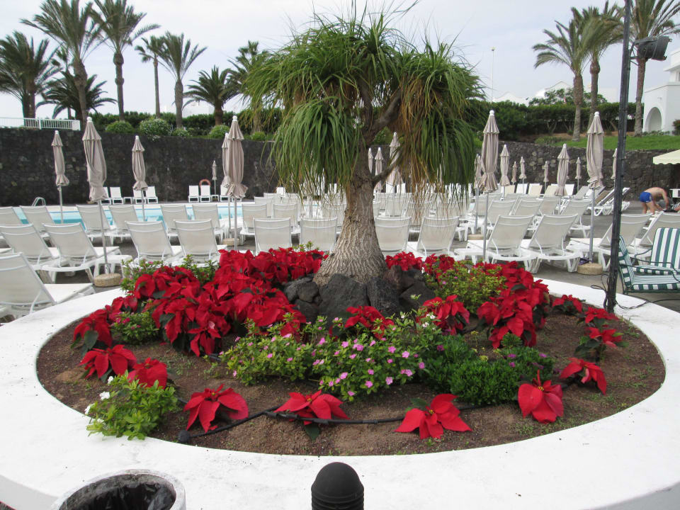 Schöne weihnachtliche Bepfanzung beim Pool Relaxia Olivina