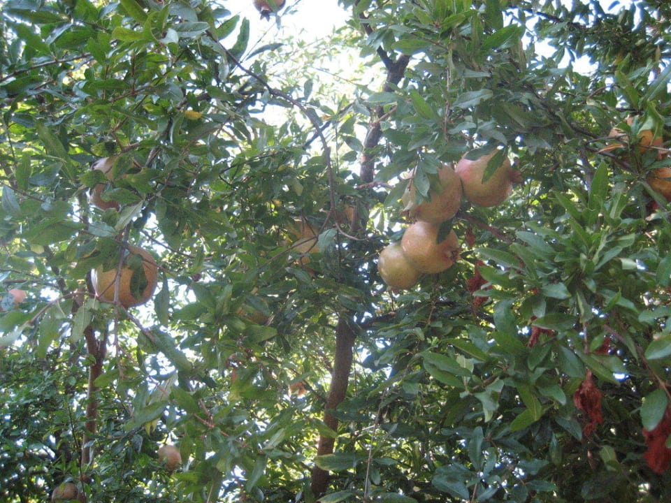 Granatäpfel Clover Magic Nova Beach