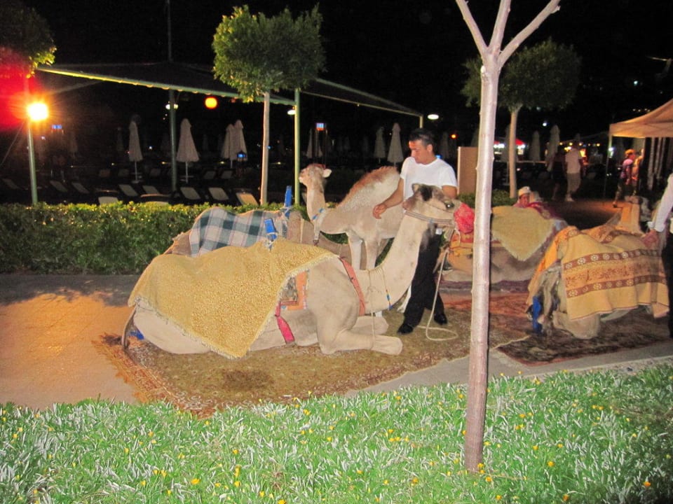 Camels on turkish night Limak Lara Deluxe Hotel & Resort