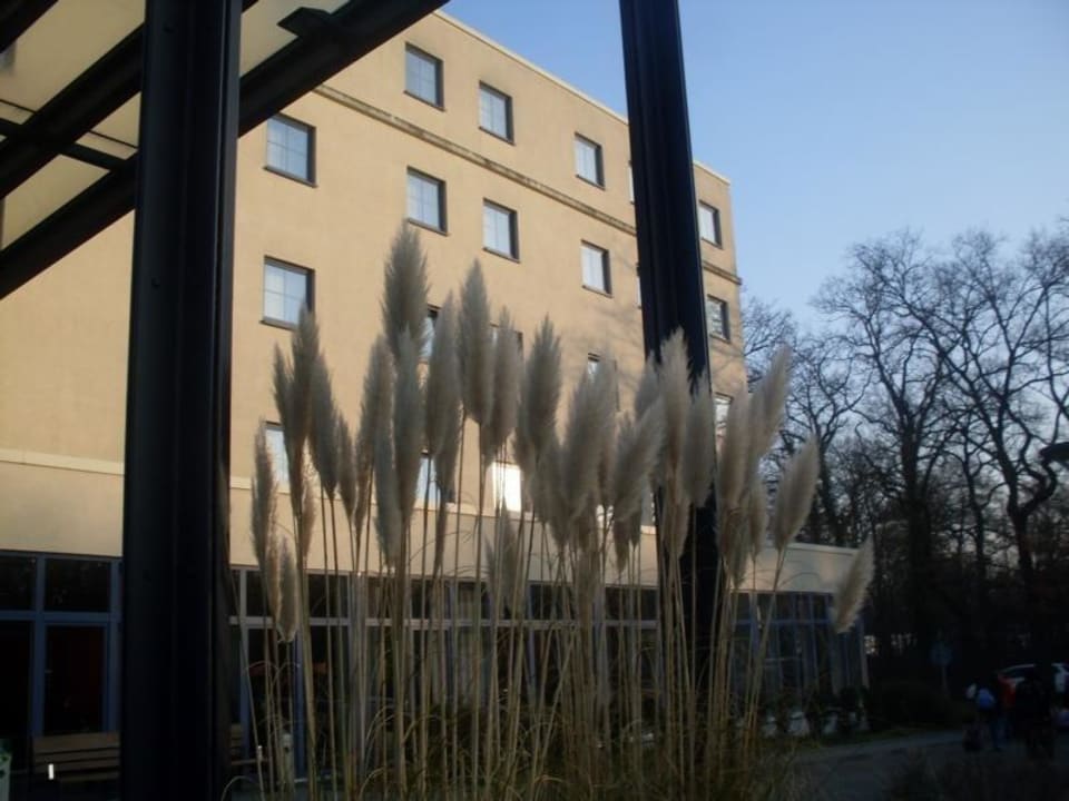 Pampasgras vor dem Hotel Holiday Inn Express Frankfurt - Airport