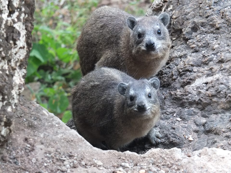 Gartenanlage Hotel Amboseli Sopa Lodge