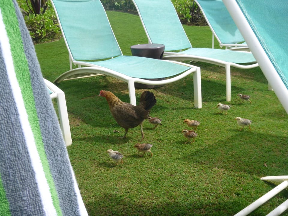 Süss! Hotel The Westin Princeville Ocean Resort