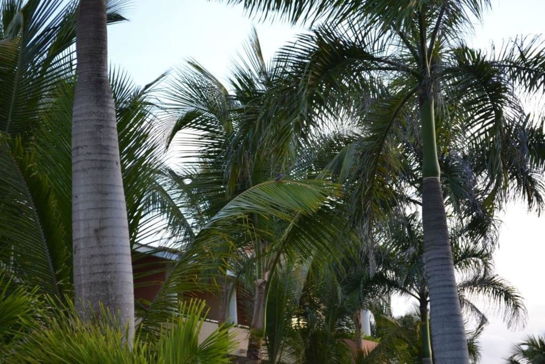 Wygląd zewnętrzny ogród  Bahia Principe Luxury Ambar