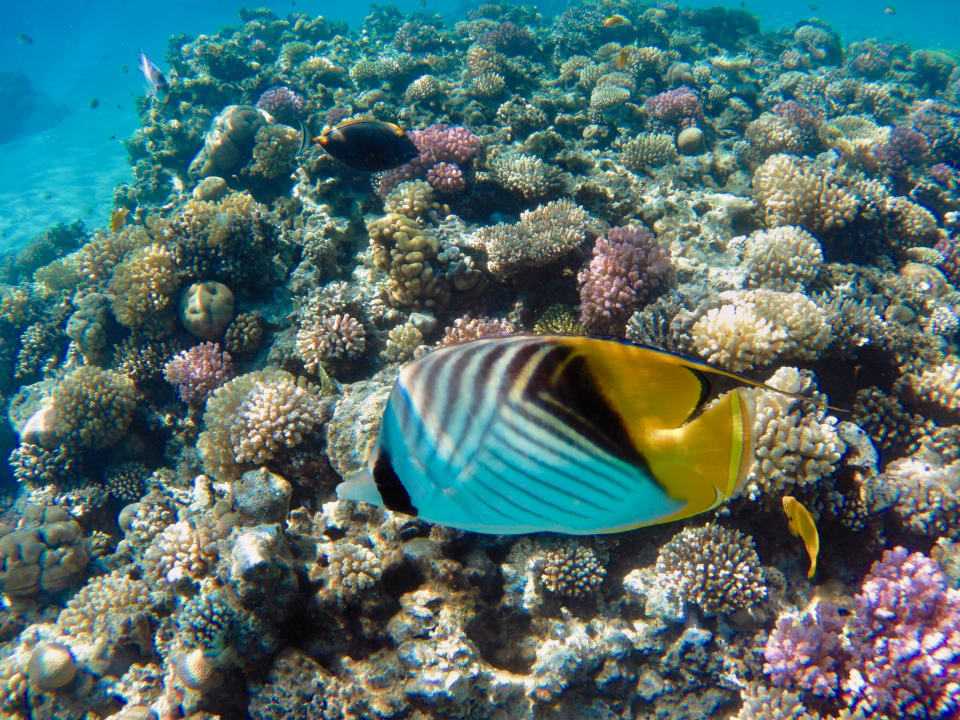 Strand Makadi Spa - Adults only