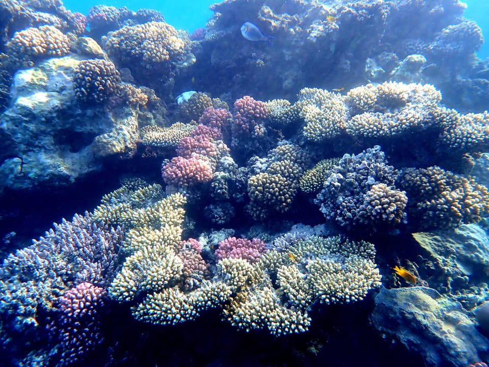 Strand Shams Alam Beach Resort