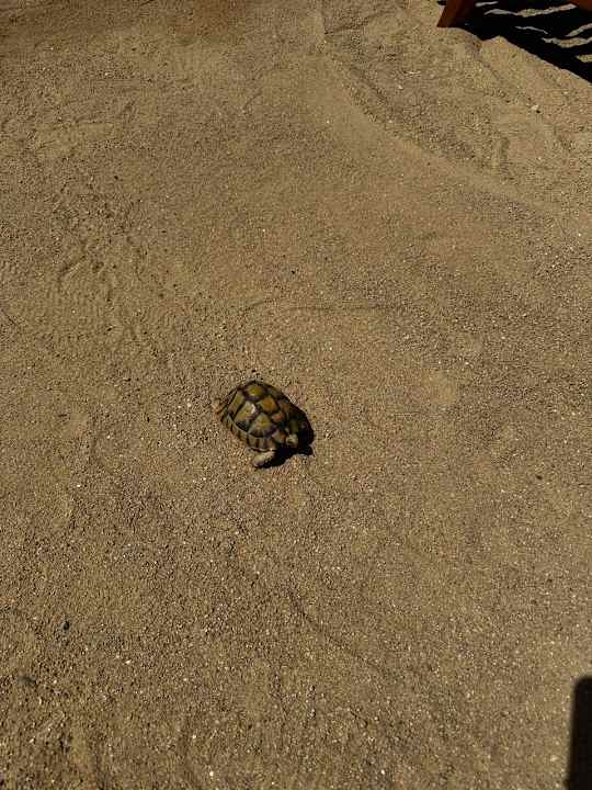 Strand The Grand Hotel Hurghada