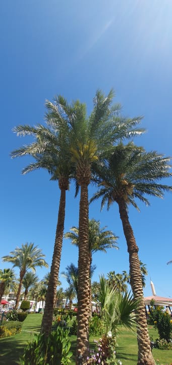 Gartenanlage Amarina Abu Soma Resort & Aquapark