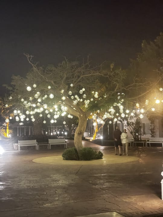 Gartenanlage Desert Rose